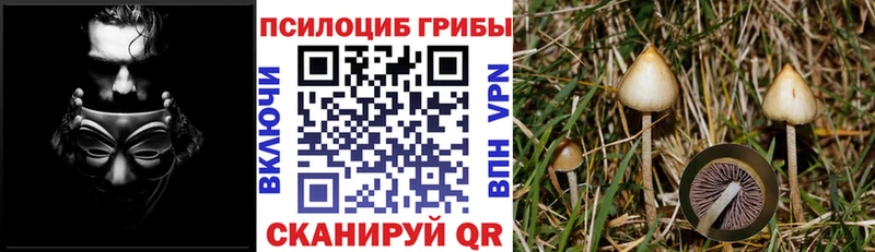 Псилоцибиновые грибы GOLDEN TEACHER  Вытегра 